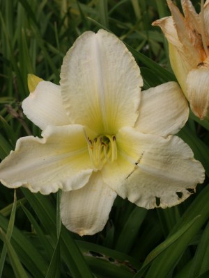 Bild von Hemerocallis x-cult. Moon Snow