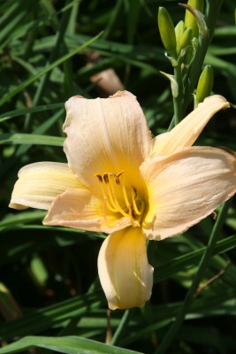 Bild von Hemerocallis x-cult. Nob-Hill