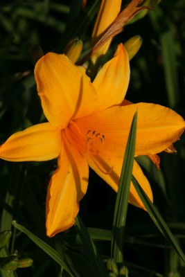 Bild von Hemerocallis x-cult. Norton Orange