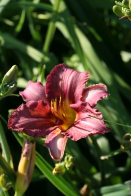 Bild von Hemerocallis x-cult. O.Bailey-Langdon