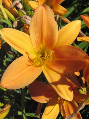 Bild von Hemerocallis x-cult. Orangette