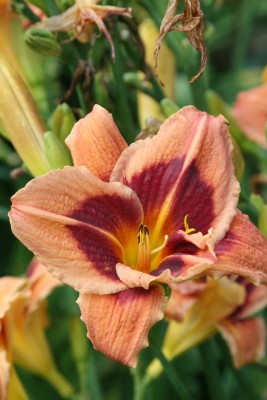 Bild von Hemerocallis x-cult. Orient