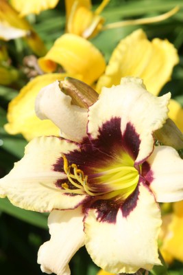 Bild von Hemerocallis x-cult. Pandoras Box