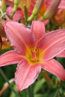 Bild von Hemerocallis x-cult. Patricia-Fay