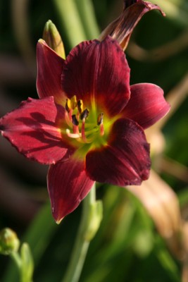 Bild von Hemerocallis x-cult. Pardon-Me