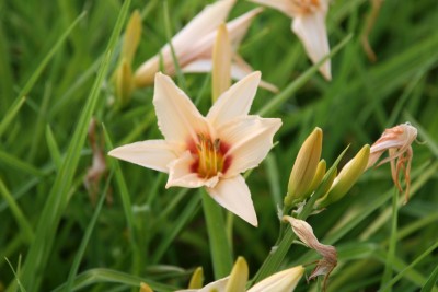 Bild von Hemerocallis x-cult. Prairie Charmer