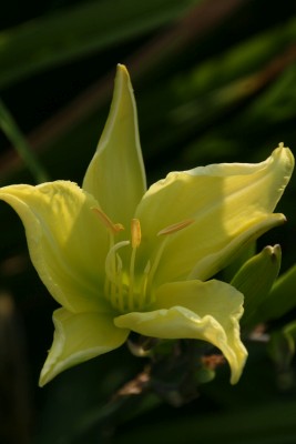 Bild von Hemerocallis x-cult. Praying-Moonlight