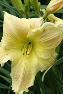 Bild von Hemerocallis x-cult. Pistachia-Print