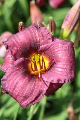 Bild von Hemerocallis x-cult. Purple Rain