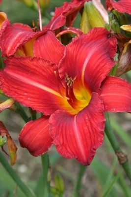 Bild von Hemerocallis x-cult. Rotes-Rathaus