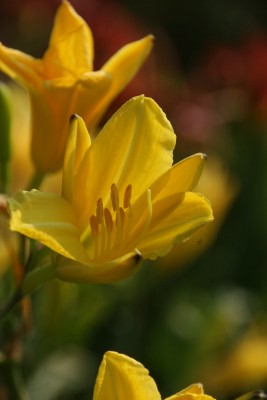 Bild von Hemerocallis x-cult. Rundblick