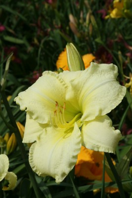 Bild von Hemerocallis x-cult. Snow Elf