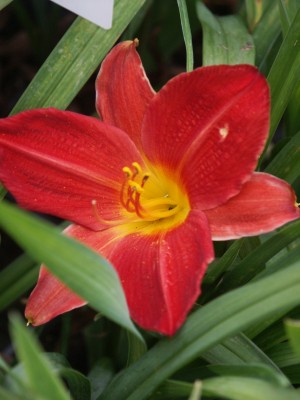 Bild von Hemerocallis x-cult. School Scandal