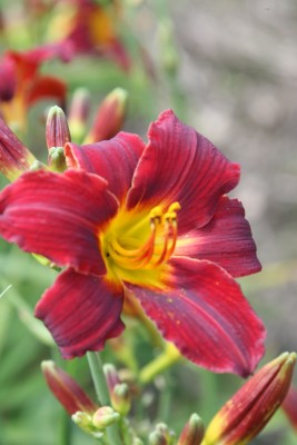 Bild von Hemerocallis x-cult. Tang