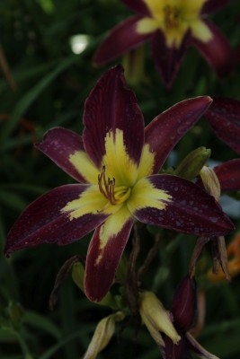 Bild von Hemerocallis x-cult. Star of India