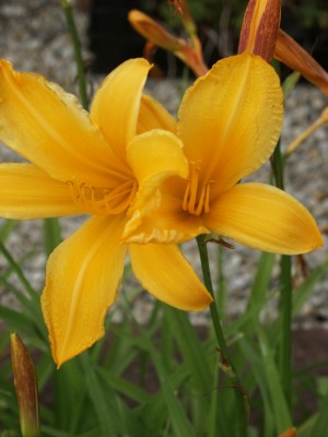 Bild von Hemerocallis x-cult. Toro