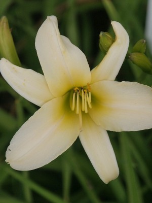 Bild von Hemerocallis x-cult. White Jade