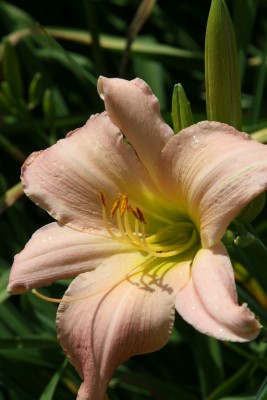 Bild von Hemerocallis x-cult. Winsome-Lady