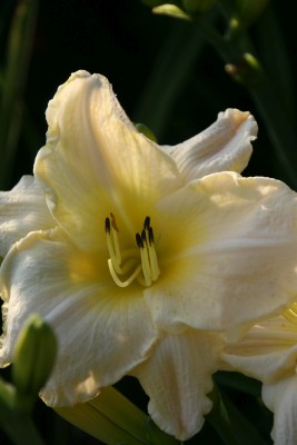 Bild von Hemerocallis x-cult. White Zone