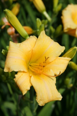 Bild von Hemerocallis x-cult. Cordon-Bleu