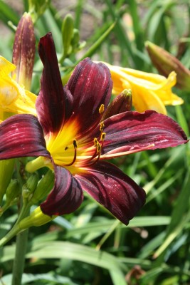 Bild von Hemerocallis x-cult. Deep Purple