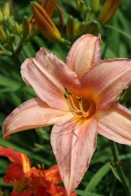 Bild von Hemerocallis x-cult. Exalted-Ruler