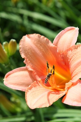 Bild von Hemerocallis x-cult. Elaine-Strutt