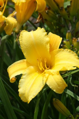 Bild von Hemerocallis x-cult. Mary Todd