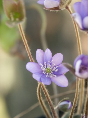 Bild von Hepatica nobilis