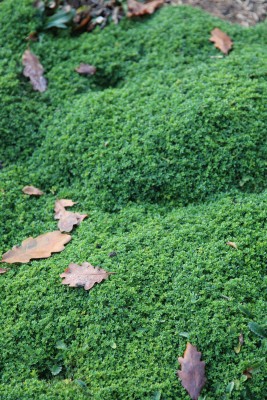 Bild von Herniaria glabra ssp.serpyllifolia