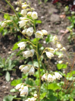 Bild von Heuchera x-brizoides Gracillima