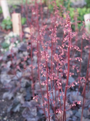 Bild von Heuchera x-brizoides Regina