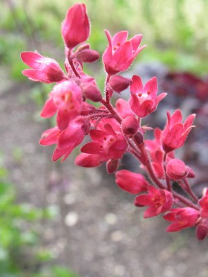 Bild von Heuchera x-brizoides Ricard