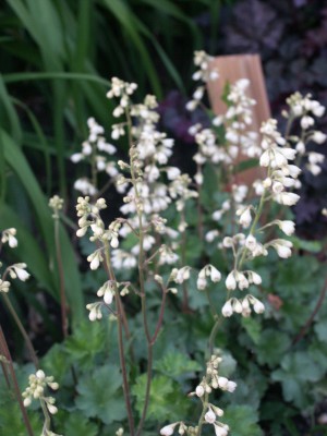 Bild von Heuchera x-prizoides Schneewittchen