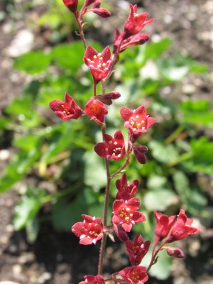 Bild von Heuchera x-brizoides Splendens