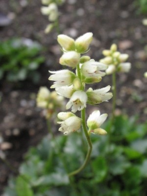 Bild von Heuchera grossulariifolia