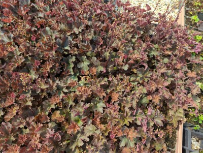 Bild von Heuchera x-cult. Cappuccino