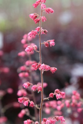 Bild von Heuchera x-cult. Peppermint Spice