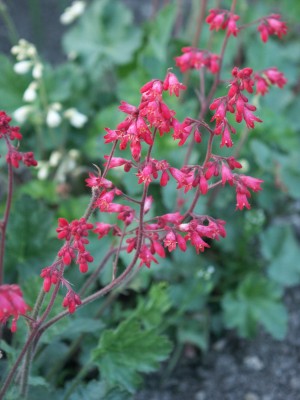 Bild von Heuchera x-micr. Carousel