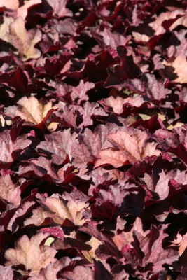 Bild von Heuchera villosa Berry Smoothie