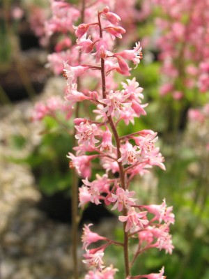 Bild von Heucherella tiarelloides