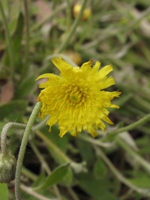 Bild von Hieracium pilosella