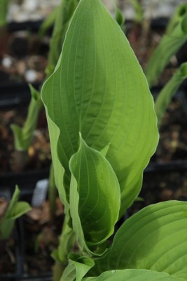 Bild von Hosta elata