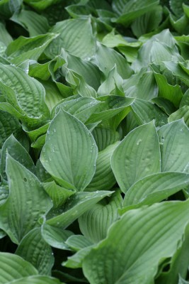 Bild von Hosta elata