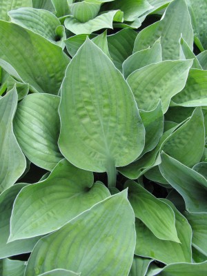 Bild von Hosta x-fortunei Hyacinthina