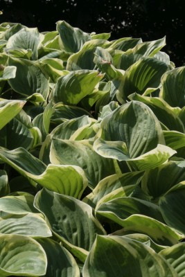 Bild von Hosta x-cult. Fragrant Dream