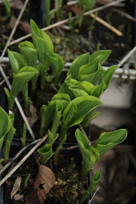 Bild von Hosta nakaianna Golden Tiara