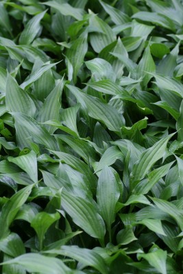 Bild von Hosta lancifolia