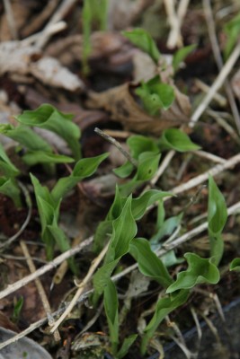 Bild von Hosta minima