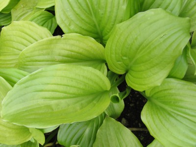 Bild von Hosta x-plantaginea Grandiflora